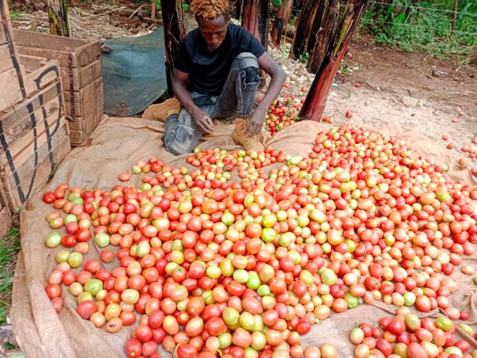 Kirinyaga Irrigation Project Transforms Smallholder Farming as Government Expands Irrigation Across Kenya 1 Kirinyaga Irrigation Project