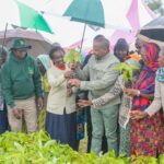 From Zero to 400kg: How Irrigation and Training Are Boosting Avocado Yields in Maragua Ridge