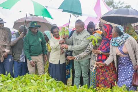 From Zero to 400kg: How Irrigation and Training Are Boosting Avocado Yields in Maragua Ridge