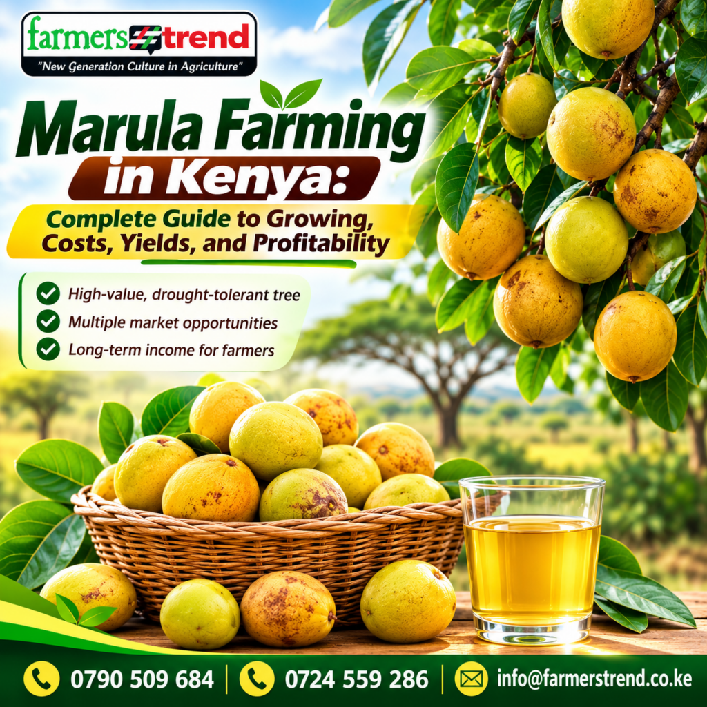 Marula Farming in Kenya: Complete Guide to Growing, Costs, Yields, and Profitability