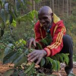 Ruiru 11 vs Batian Coffee Farming in Kenya: Spacing, Yield, Costs and Which Variety Is Better