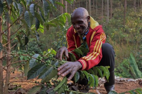 Ruiru 11 vs Batian Coffee Farming in Kenya: Spacing, Yield, Costs and Which Variety Is Better
