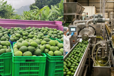 Fresh Avocado vs Avocado Oil: Which Offers Better Returns?