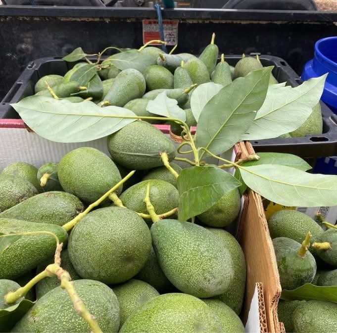 The 2026 Guide to Fuerte Avocado Farming: A Complete Overview of Kenya's Green Avocado Variety 1 Farmers Trend Ltd.