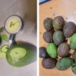 Why Kenyan Hass Avocados Fail After Arrival: Dry Matter, Maturity & Postharvest Quality