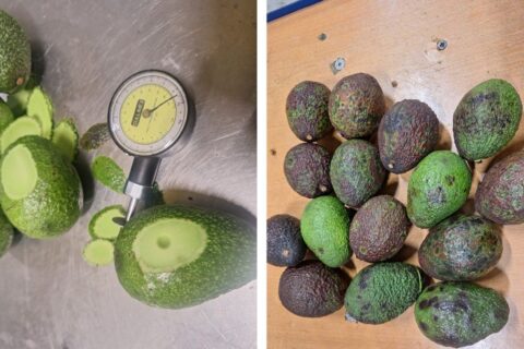 Why Kenyan Hass Avocados Fail After Arrival: Dry Matter, Maturity & Postharvest Quality