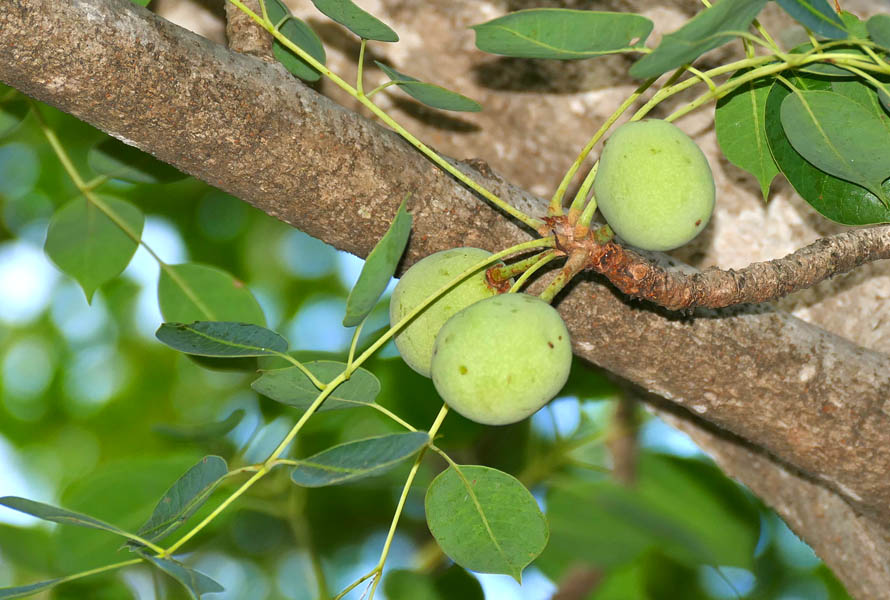 Marula Farming in Kenya