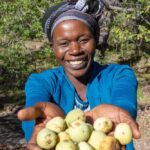 Marula Farming in Kenya