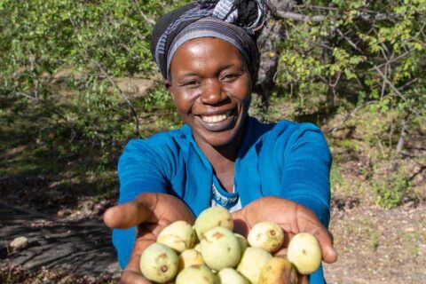 Marula Farming in Kenya