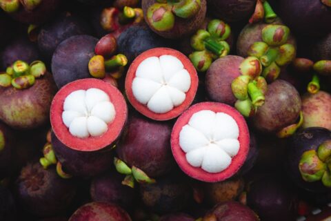 Healthy Mangosteen seedlings results to a healthy harvest