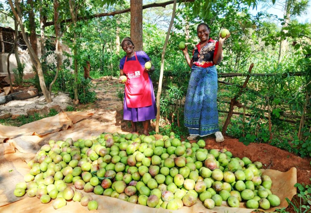 mango-farming-in-Kenya