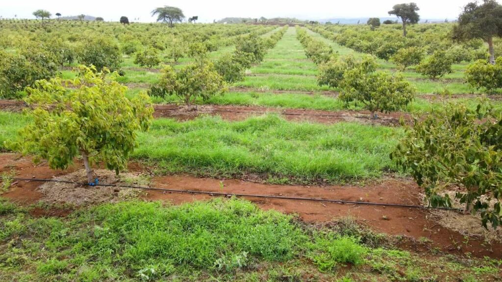 Water Management: The Silent Driver of Avocado Productivity and Export Compliance in Kenya