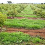 Water Management: The Silent Driver of Avocado Productivity and Export Compliance in Kenya