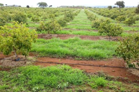 Water Management: The Silent Driver of Avocado Productivity and Export Compliance in Kenya
