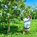 Bomet Hass avocado farmers