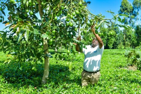 Bomet Hass avocado farmers