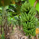 tissue culture bananas farm