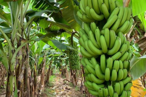 tissue culture bananas farm