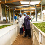 Equity Bank MD Moses Nyabanda leads a team of executives in touring Ernestea Tea Factory in Kericho County