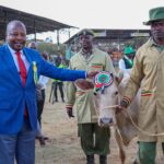 Every Cow, Sheep and Goat in Kenya to Carry ANITRAC Livestock Tags as Government Targets Cattle Rustling