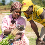 Why Smallholder Farmers in East Africa Default on Loans Because of Timing and Not Disease