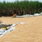 Farmers Have Three Weeks to Harvest and Dry Crops Before El Nino Rains, Weatherman Warns