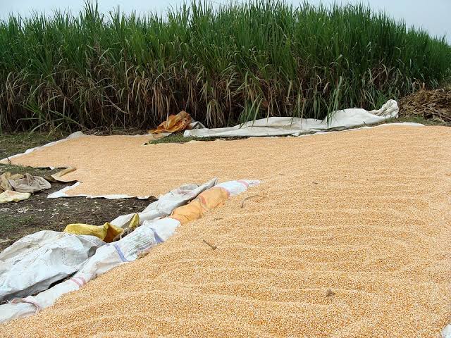 Farmers Have Three Weeks to Harvest and Dry Crops Before El Nino Rains, Weatherman Warns 1 Farmers Have Three Weeks to Harvest and Dry Crops Before El Nino Rains, Weatherman Warns
