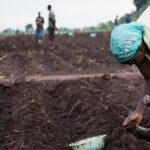Farmers in the South Rift are rushing for subsidised fertiliser, certified maize seeds and fruit seedlings ahead of the expected El Niño rains in October