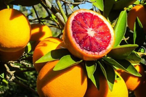 Blood Orange Farming in Kenya
