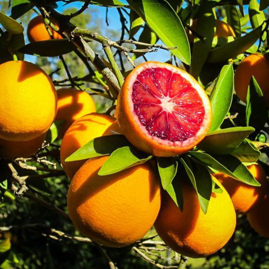 Blood Orange Farming in Kenya