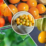 gooseberry farming in Kenya