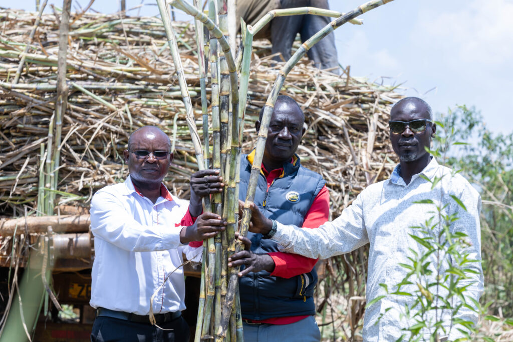 From Fisherman to Cane King: How a Siaya Farmer Built a 480-Acre Sugarcane Empire