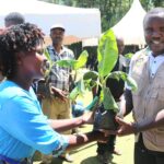 Kakamega Farmers Get Hass Avocado and Tissue Culture Banana Seedlings