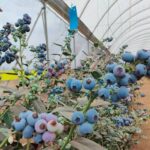 Kakuzi Blueberry Production Expands as Company Breaks Ground on 30-Acre Greenhouse