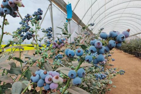 Kakuzi Blueberry Production Expands as Company Breaks Ground on 30-Acre Greenhouse