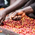 Kenya Coffee 2025/2026 Season: The Year the Calendar Broke and Farmers Paid the Price