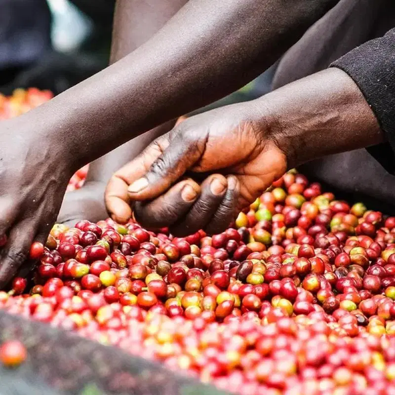 Kenya Coffee 2025/2026 Season: The Year the Calendar Broke and Farmers Paid the Price