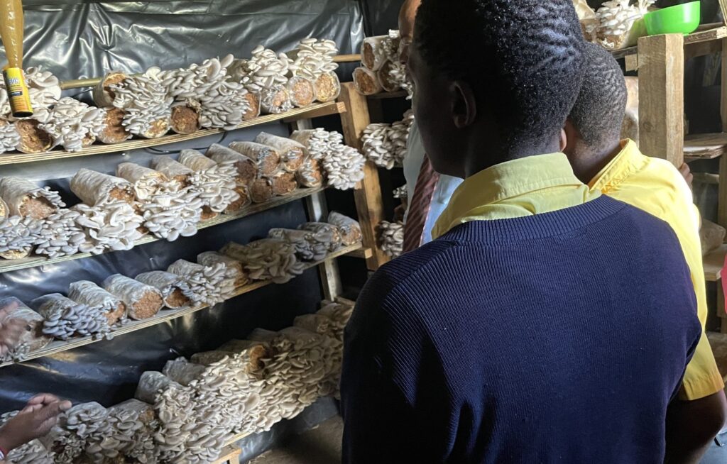 Oyster Mushrooms Winning Over Kenyan Farmers as Domestic Demand Grows
