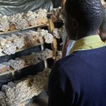 Oyster Mushrooms Winning Over Kenyan Farmers as Domestic Demand Grows