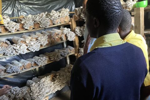Oyster Mushrooms Winning Over Kenyan Farmers as Domestic Demand Grows