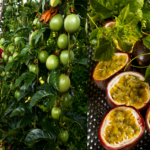 passion fruit farming kenya Farmer