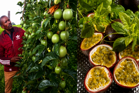 passion fruit farming kenya Farmer