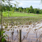 El Niño preparedness Kenya 2026