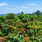 Coffee Production Push