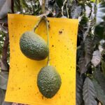 Yellow Sticky Traps on Hass Avocado Farms: How to Monitor Pests and Protect Your Orchard
