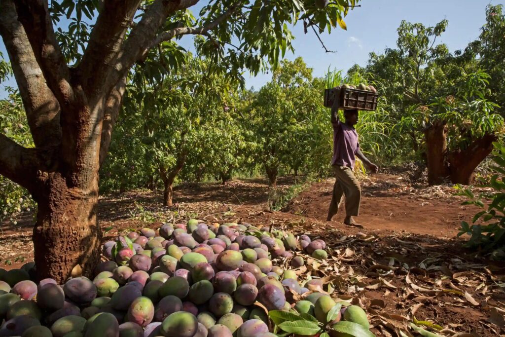 mango-farming-in-Kenya