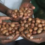 MRG20 macadamia