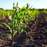 Highly Hazardous Pesticides