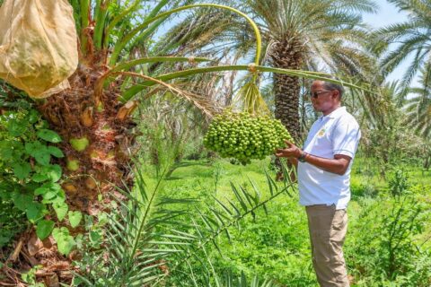 KENYA’S COSTLY SH359M DATE IMPORT BILL: 8 COUNTIES NOW BETTING ON DATE PALM SEEDLINGS