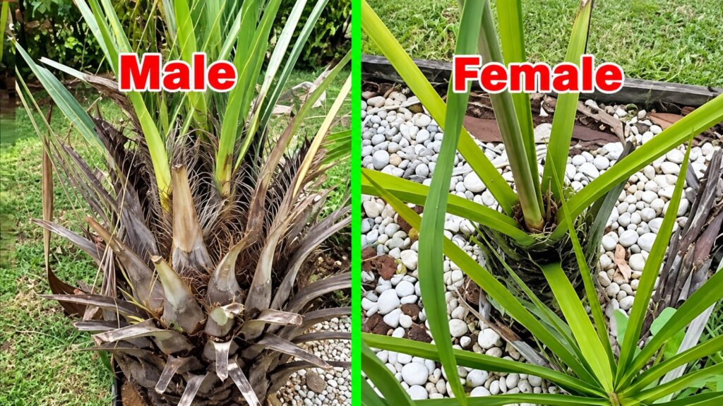 KENYA'S COSTLY SH359M DATE IMPORT BILL: 8 COUNTIES NOW BETTING ON DATE PALM SEEDLINGS 2 male and female plants from Date palm seedlings in Kenya
